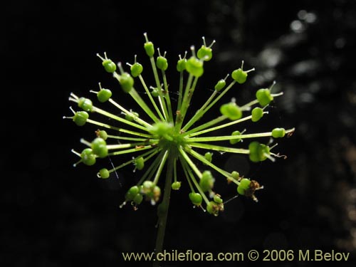 Hydrocotyle poeppigiiの写真