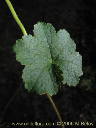 Bild von Hydrocotyle poeppigii (Tembladerilla). Klicken Sie, um den Ausschnitt zu vergrössern.