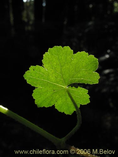 Bild von Hydrocotyle poeppigii (Tembladerilla). Klicken Sie, um den Ausschnitt zu vergrössern.