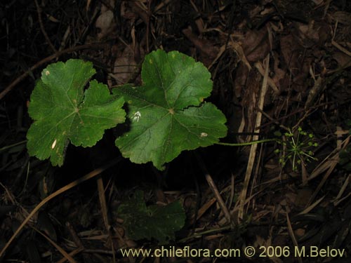 Bild von Hydrocotyle poeppigii (Tembladerilla). Klicken Sie, um den Ausschnitt zu vergrössern.