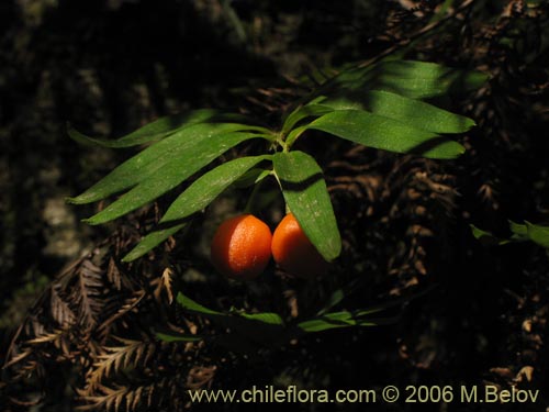 Image of Luzuriaga radicans (Quilineja / Coral / Azahar). Click to enlarge parts of image.