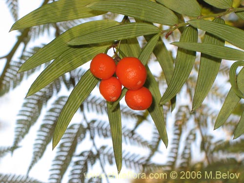 Imágen de Luzuriaga radicans (Quilineja / Coral / Azahar). Haga un clic para aumentar parte de imágen.