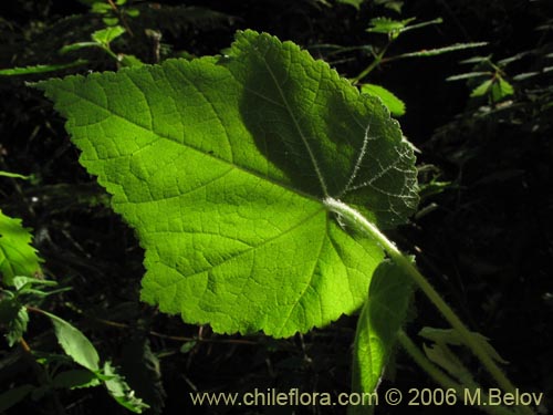 Corynabutilon vitifolium의 사진