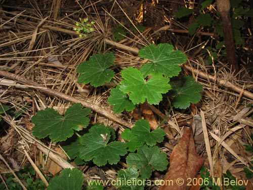 Bild von Hydrocotyle poeppigii (Tembladerilla). Klicken Sie, um den Ausschnitt zu vergrössern.