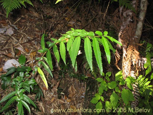 Image of Azara lanceolata (Aromo). Click to enlarge parts of image.