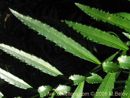 Image of Azara lanceolata (Aromo). Click to enlarge parts of image.