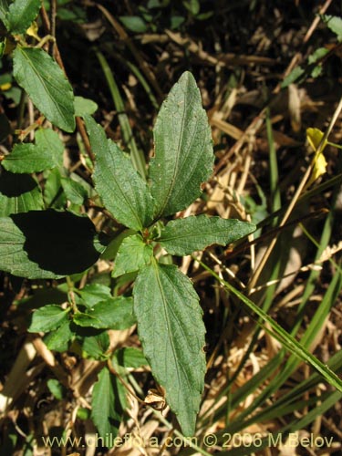 Imágen de Viola rubella (Violeta arbustiva). Haga un clic para aumentar parte de imágen.