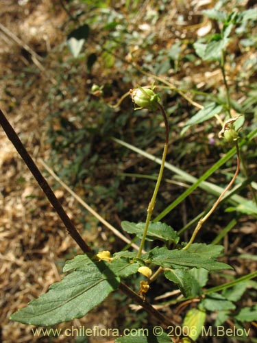 Фотография Viola rubella (Violeta arbustiva). Щелкните, чтобы увеличить вырез.