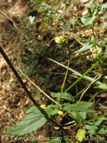 Imágen de Viola rubella (Violeta arbustiva). Haga un clic para aumentar parte de imágen.