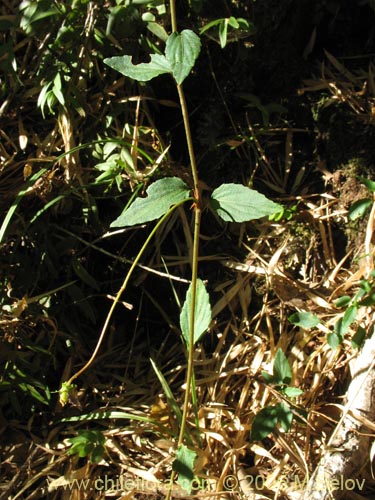 Image of Viola rubella (Violeta arbustiva). Click to enlarge parts of image.