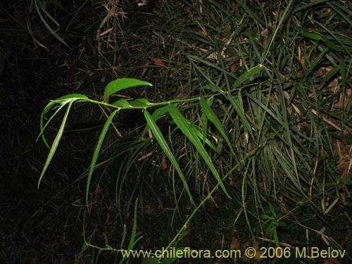 Imágen de Planta no identificada sp. #2365 (). Haga un clic para aumentar parte de imágen.