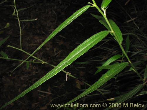 Image of Unidentified Plant sp. #2365 (). Click to enlarge parts of image.