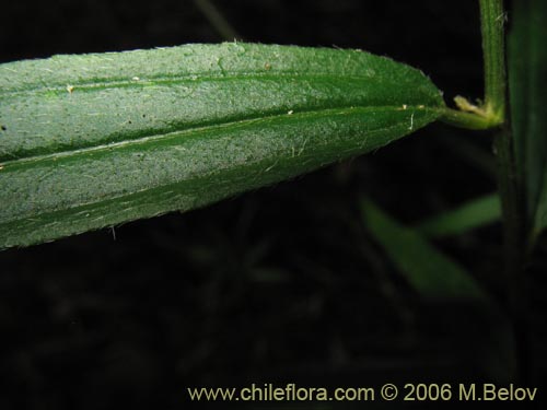 Image of Unidentified Plant sp. #2365 (). Click to enlarge parts of image.