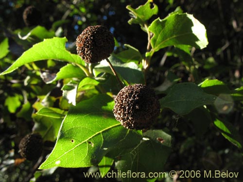 Bild von Podanthus ovatifolius (Mitique / Palo negro). Klicken Sie, um den Ausschnitt zu vergrössern.