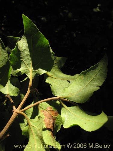 Imágen de Podanthus ovatifolius (Mitique / Palo negro). Haga un clic para aumentar parte de imágen.