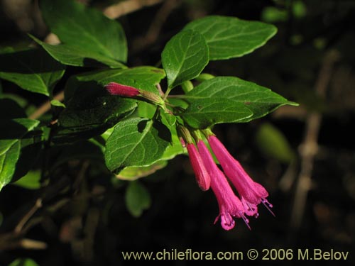 Description and images of Satureja multiflora (Menta de árbol , Satureja ,  Poleo en flor), a native Chilean plant, provided by the supplier of native  exotic Chilean seeds, 