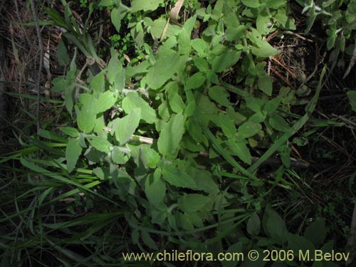 Imágen de Planta no identificada sp. #2367 (). Haga un clic para aumentar parte de imágen.