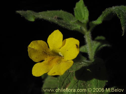 Imágen de Planta no identificada sp. #2367 (). Haga un clic para aumentar parte de imágen.