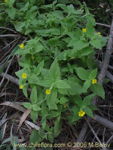 Imágen de Planta no identificada sp. #2367 (). Haga un clic para aumentar parte de imágen.