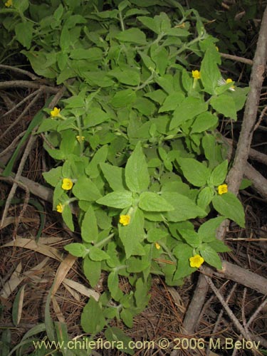 Imágen de Planta no identificada sp. #2367 (). Haga un clic para aumentar parte de imágen.