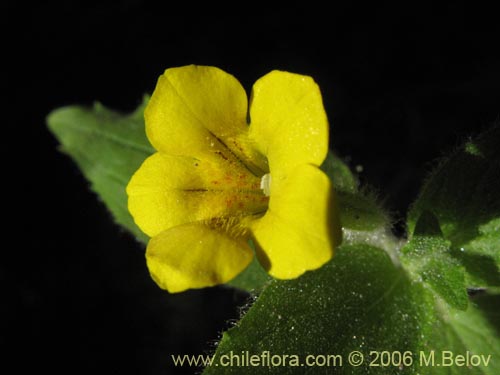 Imágen de Planta no identificada sp. #2367 (). Haga un clic para aumentar parte de imágen.