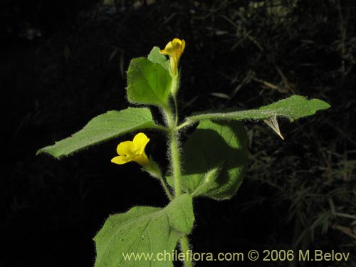 Image of Unidentified Plant sp. #2367 (). Click to enlarge parts of image.