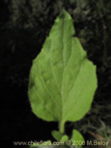 Image of Unidentified Plant sp. #2367 (). Click to enlarge parts of image.