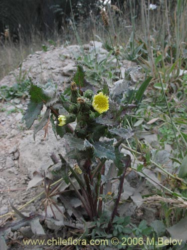 Imágen de Sonchus sp. #1560 (). Haga un clic para aumentar parte de imágen.