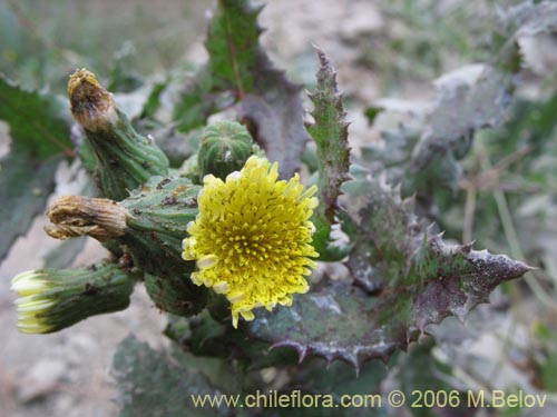 Imágen de Sonchus sp. #1560 (). Haga un clic para aumentar parte de imágen.