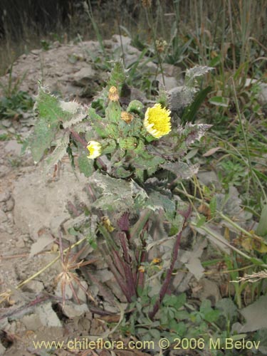 Imágen de Sonchus sp. #1560 (). Haga un clic para aumentar parte de imágen.