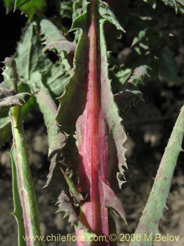 Image of Sonchus sp. #1560 (). Click to enlarge parts of image.