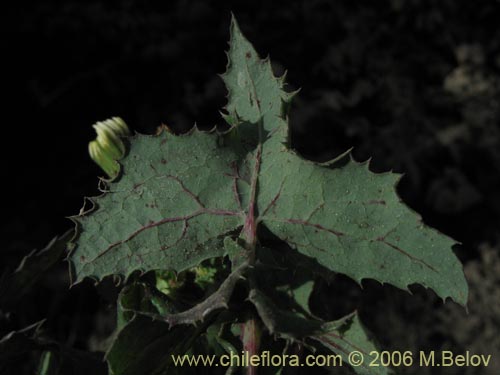 Imágen de Sonchus sp. #1560 (). Haga un clic para aumentar parte de imágen.