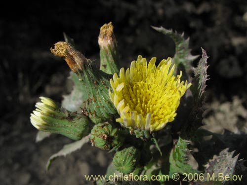 Imágen de Sonchus sp. #1560 (). Haga un clic para aumentar parte de imágen.