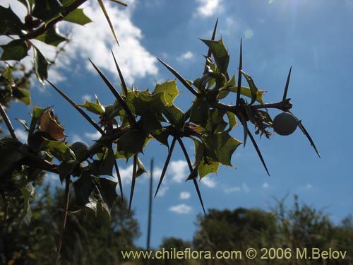 Berberis chilensis var. chilensis的照片