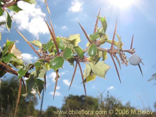 Image of Berberis chilensis var. chilensis (Michay). Click to enlarge parts of image.