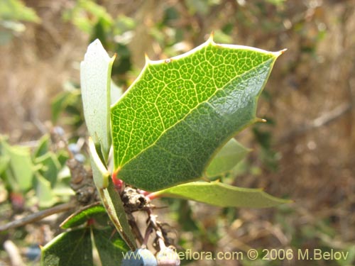 Bild von Berberis chilensis var. chilensis (Michay). Klicken Sie, um den Ausschnitt zu vergrössern.