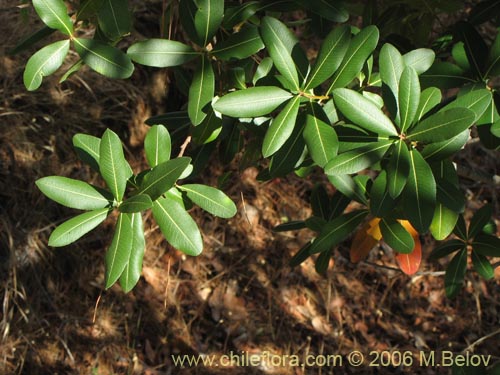 Bild von Kageneckia oblonga (Bollén). Klicken Sie, um den Ausschnitt zu vergrössern.