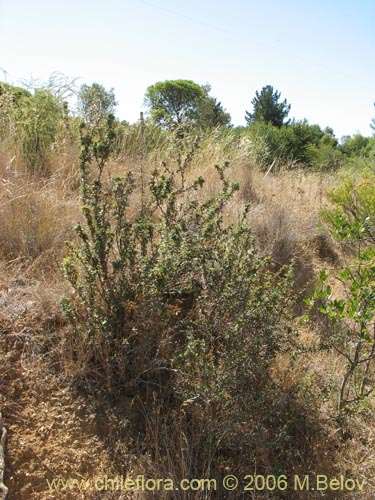 Bild von Berberis chilensis var. chilensis (Michay). Klicken Sie, um den Ausschnitt zu vergrössern.