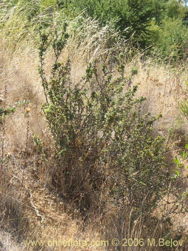 Bild von Berberis chilensis var. chilensis (Michay). Klicken Sie, um den Ausschnitt zu vergrössern.