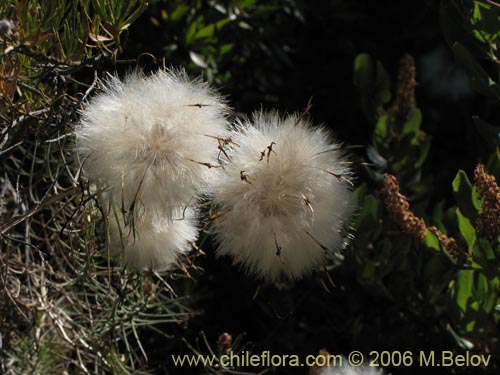 Imágen de Mutisia subulata (Flor de la granada / Clavel del campo). Haga un clic para aumentar parte de imágen.