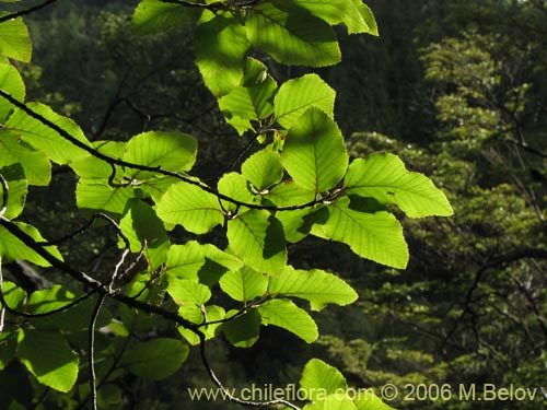 Фотография Nothofagus alessandrii (Ruil). Щелкните, чтобы увеличить вырез.