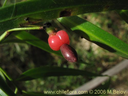 Image of Podocarpus saligna (Mañío de hojas largas / Mañiú). Click to enlarge parts of image.