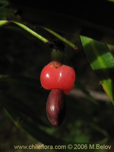 Imágen de Podocarpus saligna (Mañío de hojas largas / Mañiú). Haga un clic para aumentar parte de imágen.