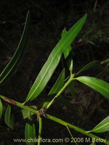 Image of Podocarpus saligna (Mañío de hojas largas / Mañiú). Click to enlarge parts of image.