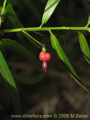 Image of Podocarpus saligna (Mañío de hojas largas / Mañiú). Click to enlarge parts of image.