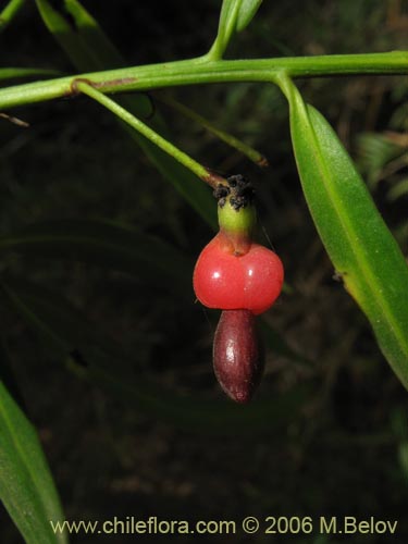 Bild von Podocarpus saligna (Mañío de hojas largas / Mañiú). Klicken Sie, um den Ausschnitt zu vergrössern.