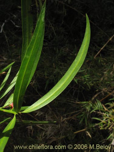 Image of Podocarpus saligna (Mañío de hojas largas / Mañiú). Click to enlarge parts of image.