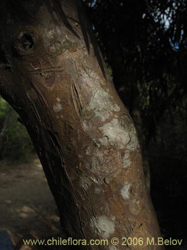 Bild von Podocarpus saligna (Mañío de hojas largas / Mañiú). Klicken Sie, um den Ausschnitt zu vergrössern.