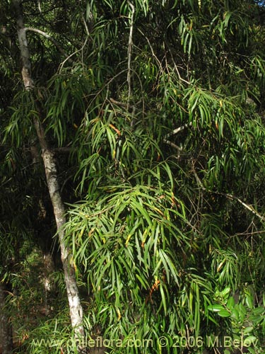 Image of Podocarpus saligna (Mañío de hojas largas / Mañiú). Click to enlarge parts of image.