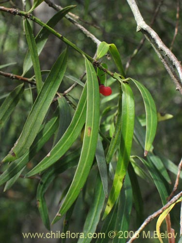 Imágen de Podocarpus saligna (Mañío de hojas largas / Mañiú). Haga un clic para aumentar parte de imágen.